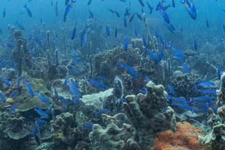 Tour De Snorkeling  en Cartagena – Islas Del Rosario